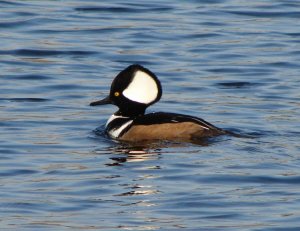 Hooded Merganser (male)