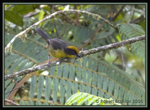 Tricolored Brush-Finch *DB