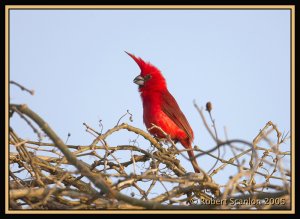Vermilion Cardinal *DB