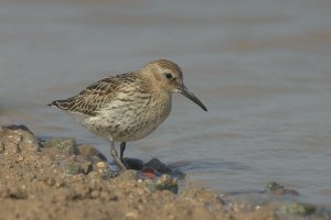 Dunlin