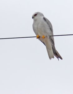 Black-shouldered kite