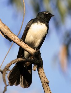 Willie wagtail