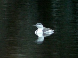 Red Throated Loon 2