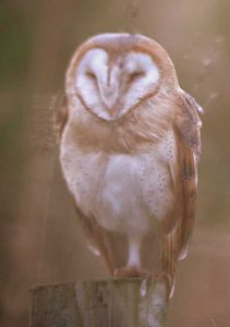 One Second Barn Owl