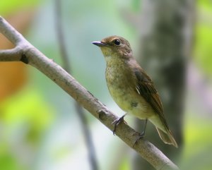 The Female Narcissus Flycatcher