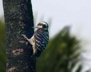 The Philippine Pigmy Woodpecker