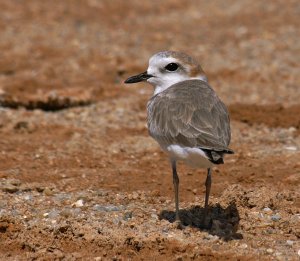 Malaysian Plover