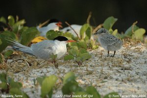Roseate Tern with chick