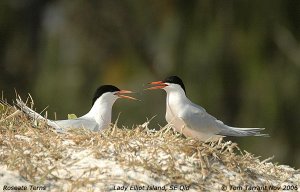 Roseate Terns