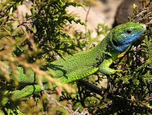 Green Lizard with ticks
