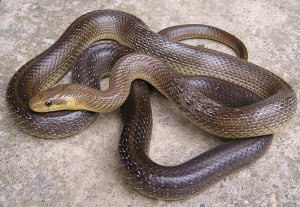 Saved Aesculapian Snake