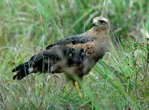 Savannah Hawk