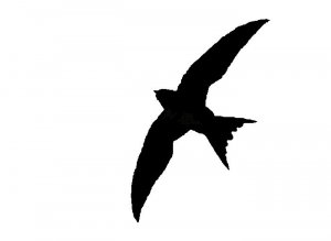Swift silhouette graphic