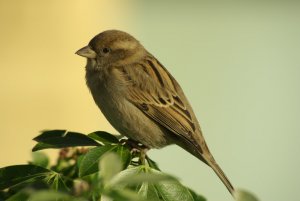 House sparrow