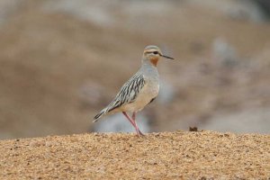 Tawny-throated Dotterel