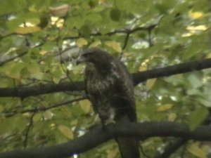 Perched Buzzard