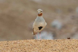 Tawny-throated Dotterel