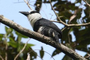 White-necked Puffbird