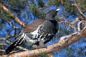 Western_Capercaillie