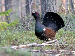Western_Capercaillie_at_mating-time