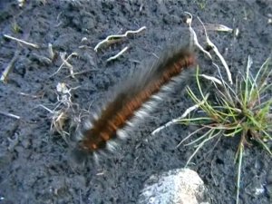 Fox Moth caterpillar