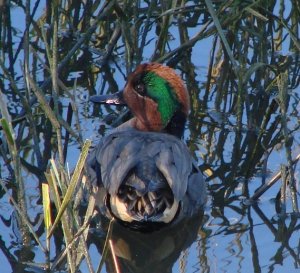 Green-winged Teal