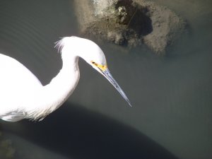 Snowy Egret