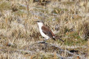 White-bellied Cinclodes