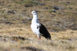 Andean Goose