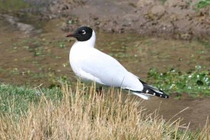 Andean Gull