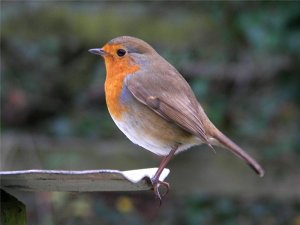 (European) Robin