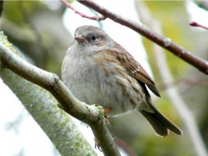 Dunnock