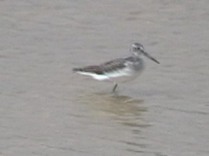 Greenshank