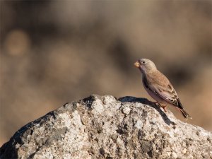 Trumpeter Finch