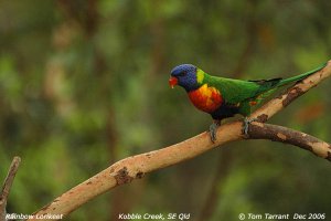 Rainbow Lorikeet