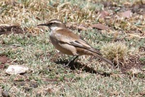 White-winged Cinclodes