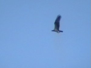 Osprey with fish