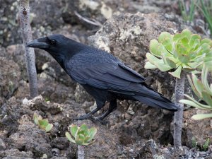 North-african Common Raven