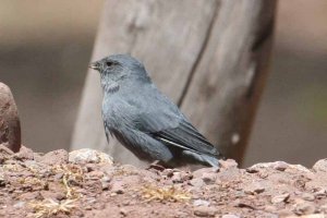 Plumbeous Sierra-Finch