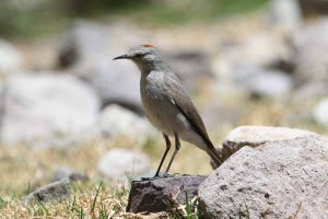 Rufous-naped Ground-Tyrant