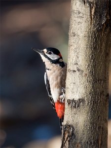 Teneriffa's great spotted woodpecker