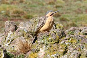 Andean Flicker