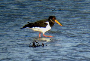 Oyster Catcher