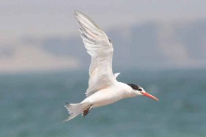 Elegant Tern landing