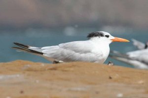 Royal Tern resting