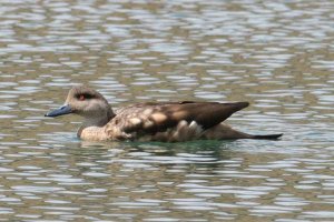 Crested Duck