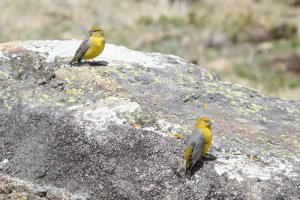 Bright-rumped Yellow-Finch