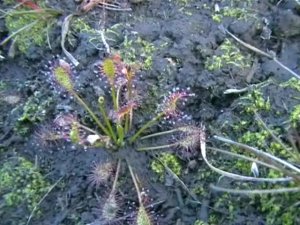 Round-leaved Sundew