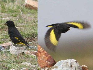 Black Siskin *DB