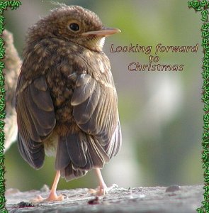 Young Robin's First Christmas